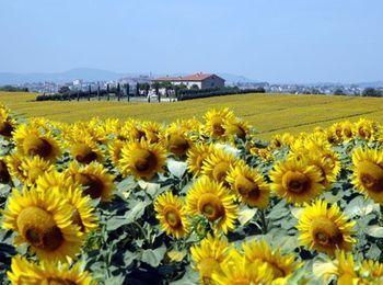 Casale Di Brolio Pension Castiglion Fiorentino Buitenkant foto